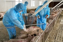 Thủ tướng yêu cầu phòng, chống quyết liệt dịch tả heo châu Phi