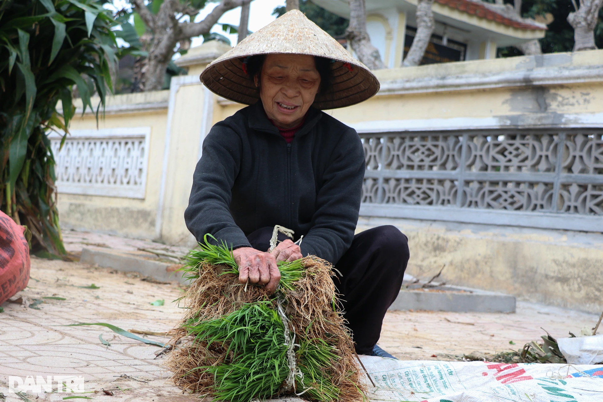 Nông dân hồ hởi nhổ lúa non bán, vớ bẫm - 4 Nông dân hồ hởi nhổ lúa non bán, vớ bẫm - 4
