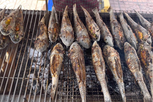 Khách du lịch ngạc nhiên trước đặc sản cá lau kính nướng ở Cần Thơ