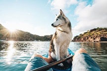 Những thú cưng kiếm bộn tiền từ mạng xã hội