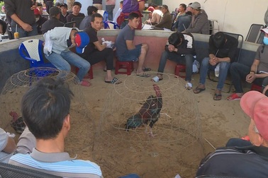 Bắt giữ 47 đối tượng tại trường gà trá hình cá cược bằng bia, thuốc lá