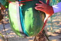 Thơm ngon nước lấy từ thân bí đao "khủng" giá 40.000 đồng/lít