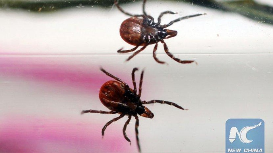 Virus Bunya chủng mới có thể truyền từ người sang người, 9 ca tử vong - 1 Virus Bunya chủng mới có thể truyền từ người sang người, 9 ca tử vong - 1