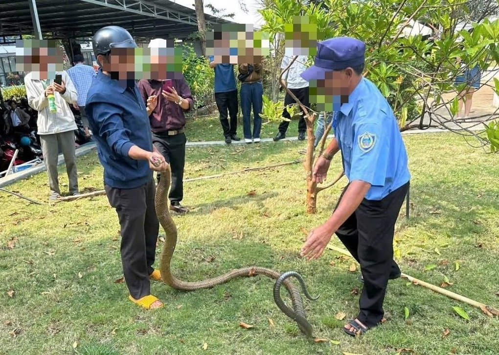 Rắn dài 3m bò vào khuôn viên bệnh viện tại Đắk Lắk là hổ trâu hay hổ chúa? - 2
