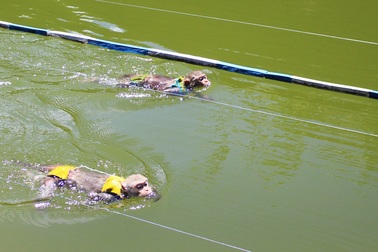 Du khách hào hứng xem khỉ làm “kình ngư” trên đường đua xanh