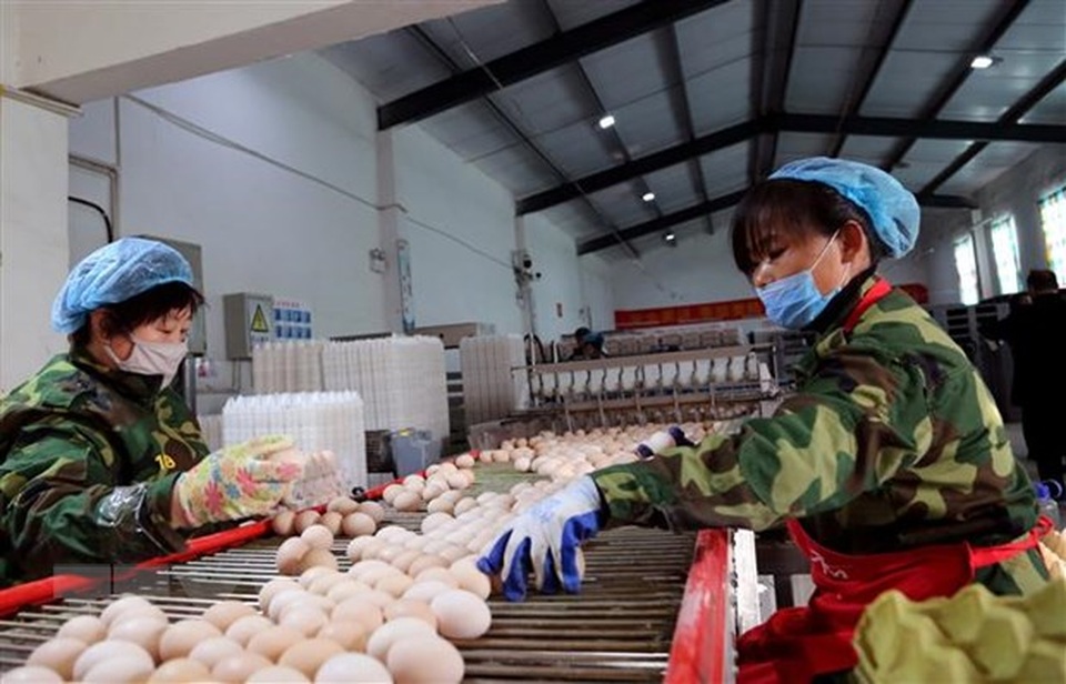 Những lưu ý của ILO khi người lao động trở lại làm việc - 1 Những lưu ý của ILO khi người lao động trở lại làm việc - 1
