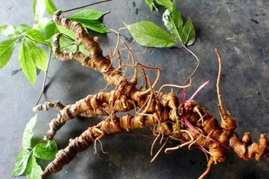 Sâm Việt Nam cần được xây dựng tiêu chuẩn chất lượng để tăng giá trị