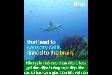 Giải mã “giác quan thứ 6” giúp cá mập phát hiện con mồi ngay cả trong bóng tối!