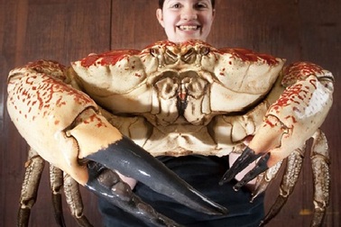 “Choáng” với cua Hoàng đế khổng lồ