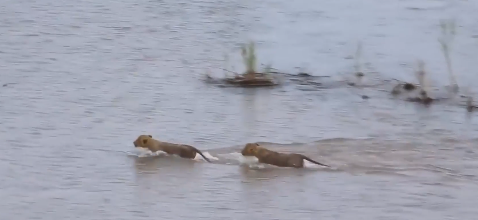 Nổi bật tuần qua: Sư tử con liều lĩnh bơi qua sông đầy cá sấu để hội ngộ mẹ