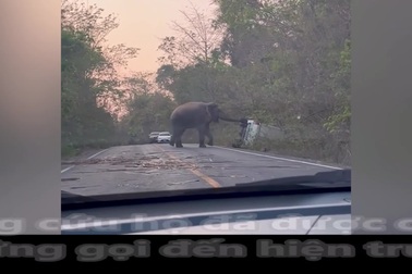 Voi hoang dã chặn đường, hất ngã xe tải