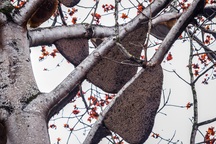 Kỳ lạ cây gạo cổ thụ "gánh" gần 70 tổ ong "khủng"