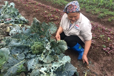 10 thước súp lơ không bán nổi một cây, nông dân mất trắng cả chục triệu đồng