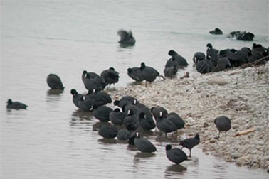 Tỷ phú vịt trời: Chuyện khó tin ở Bắc Giang