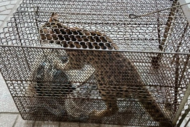 Người dân giao nộp mèo rừng, khỉ mốc quý hiếm để thả về tự nhiên