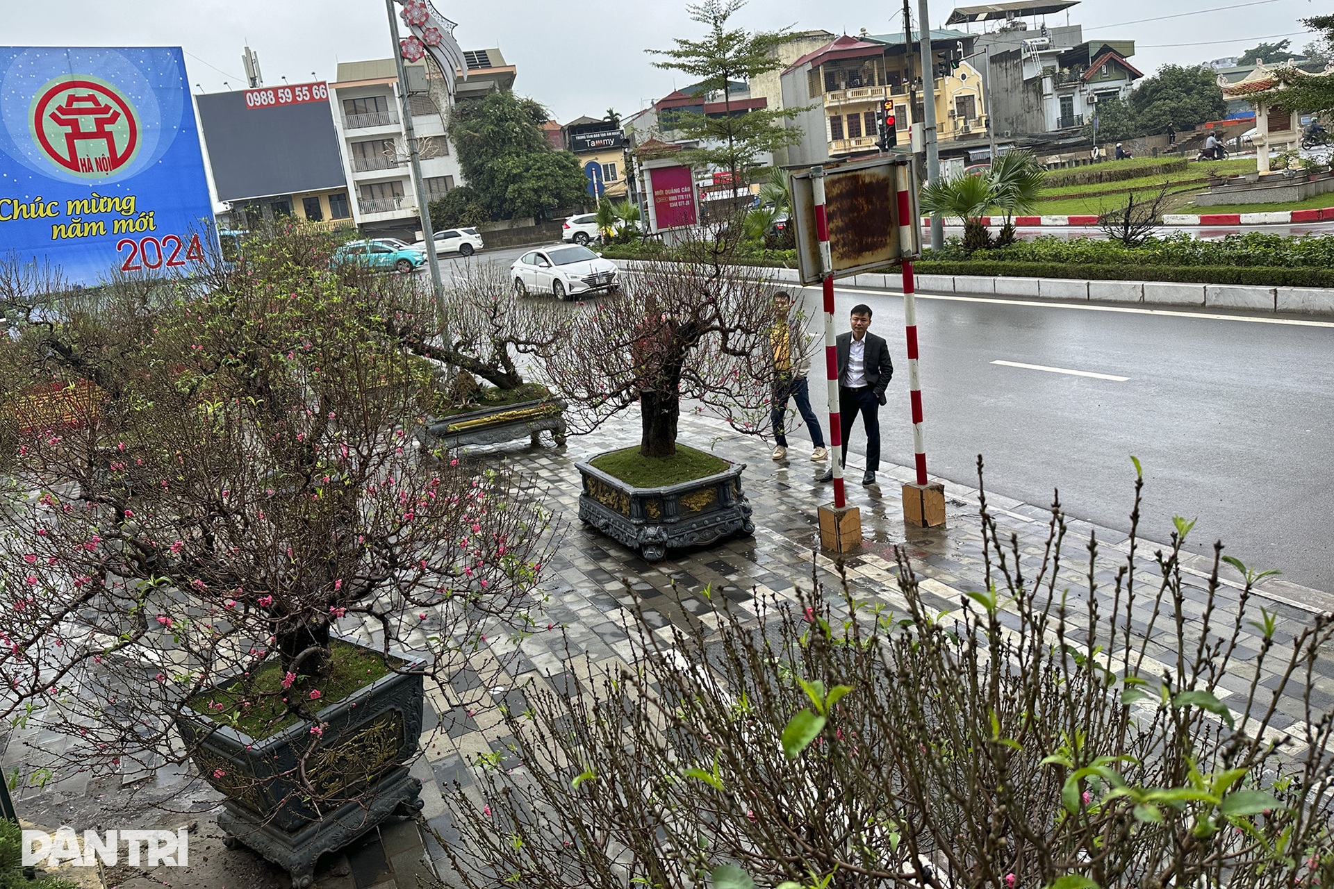 Hoa đào xuống phố báo hiệu xuân đang về - 6 Hoa đào xuống phố báo hiệu xuân đang về - 6
