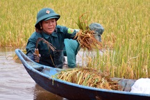Hàng trăm bộ đội, dân quân tự vệ lội ruộng giúp dân gặt lúa "chạy" ngập lụt