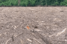 Công an Điện Biên bơi giữa lòng hồ củi, rác tìm kiếm nạn nhân bị lũ cuốn