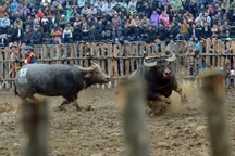 Vĩnh Phúc cấm công chức đi lễ hội chọi trâu Hải Lựu trong giờ hành chính