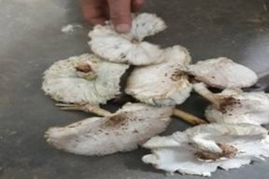 Ăn nấm lạ mọc sau nhà, chín người ngộ độc