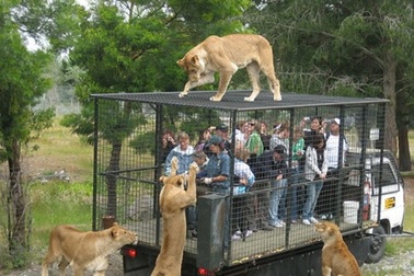 Động vật tấn công du khách: Muôn chuyện từ hài hước đến đau lòng