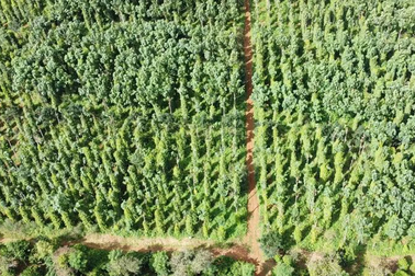 Mô hình cà phê cảnh quan VnSAT