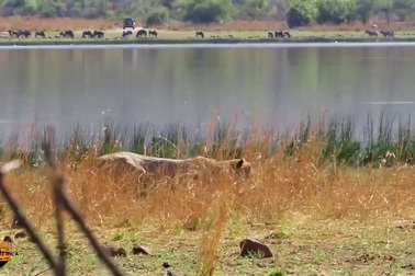 Cận cảnh pha săn mồi “siêu hạng” của sư tử cái