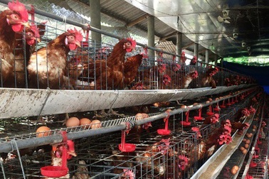 Nguy cơ bùng phát dịch cúm gia cầm khi virus corona đang hoành hành