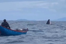 Ngư dân giáp mặt cá voi dài gần 8m ở vùng biển Bình Định