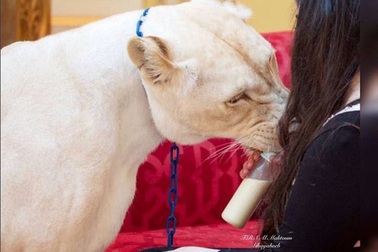 Cách "đốt tiền" của hội con nhà giàu Việt và các cậu ấm cô chiêu trên khắp thế giới