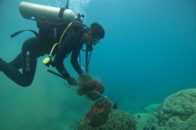 10 tác phẩm ấn tượng đoạt giải ở cuộc thi ảnh "Hành động vì đại dương xanh"