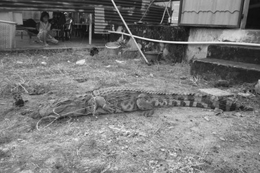 Bắt cá sấu nặng 30 kg gần trường học