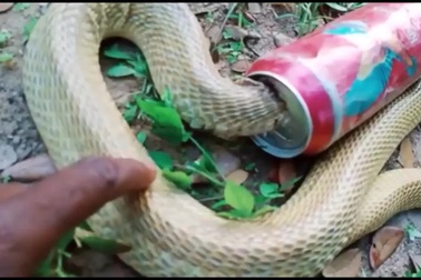 Giải cứu rắn hổ mang bị kẹt đầu trong lon nước ngọt