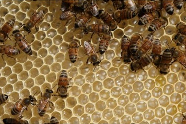 Máy bay chậm khởi hành vì bầy ong không mời mà đến