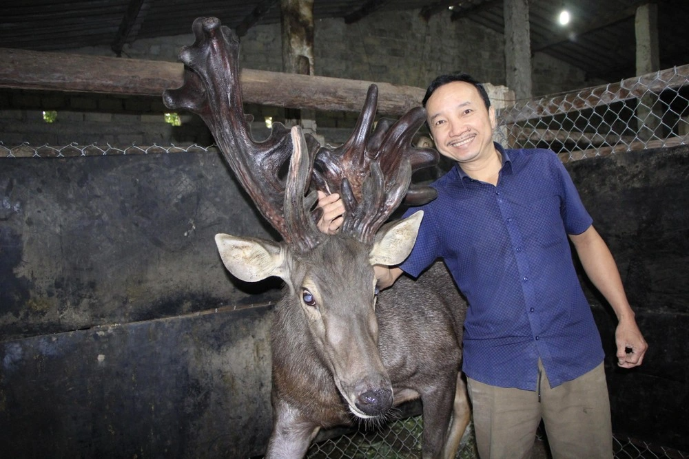 Anh nông dân bán cặp nhung nai siêu khủng, đếm trăm triệu tiền tươi - 1 Anh nông dân bán cặp nhung nai siêu khủng, đếm trăm triệu tiền tươi - 1