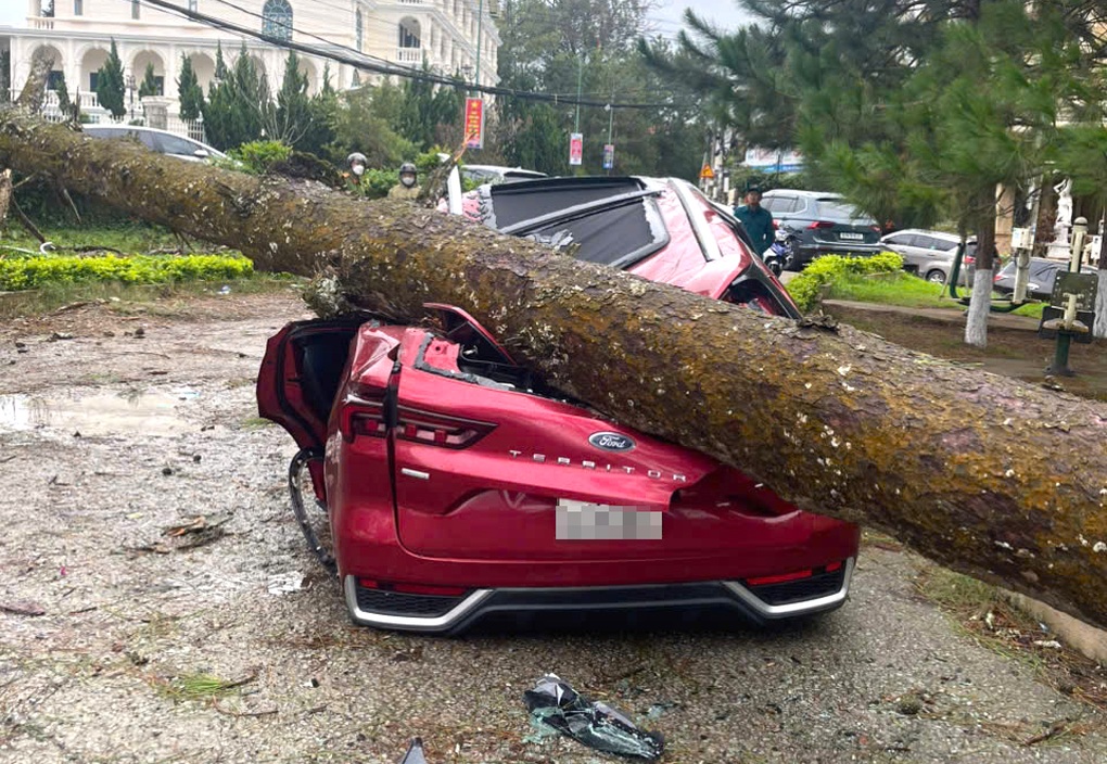 Cây cổ thụ đổ đè bẹp ô tô ở Đà Lạt - 1 Cây cổ thụ đổ đè bẹp ô tô ở Đà Lạt - 1