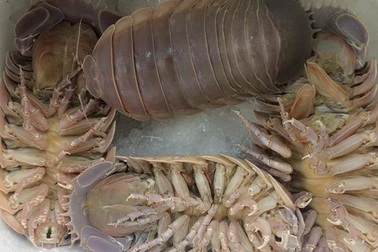 Dân Hà Nội xếp hàng thưởng thức món “xe tăng lội nước”, đắt hơn cả tôm hùm