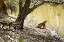 Hình ảnh động vật nổi bật: Hổ mẹ đe dọa, xua đuổi cá sấu để bảo vệ các con