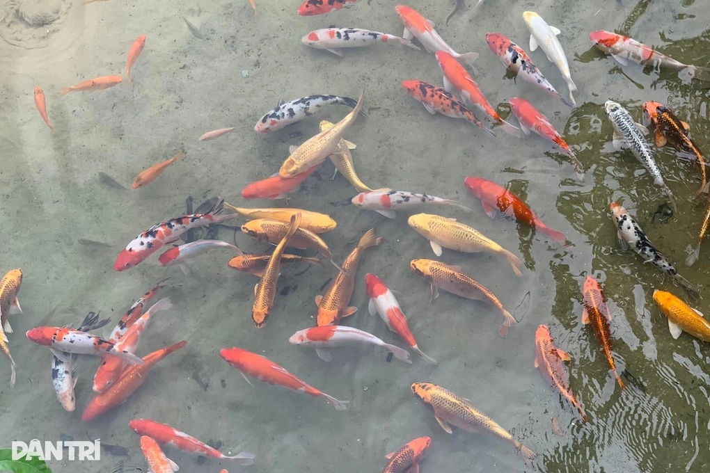 Nuôi cá sang chảnh giữa cát trắng, chàng trai khiến nhiều người bất ngờ - 2 Nuôi cá sang chảnh giữa cát trắng, chàng trai khiến nhiều người bất ngờ - 2