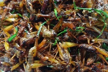 “Tôm bay” giá 250.000 đồng/kg được săn lùng, dân buôn bán cả tạ mỗi ngày