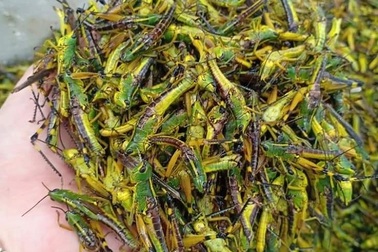 Đặc sản “tôm bay” cháy hàng, khách đặt tiền triệu vẫn bị hủy đơn