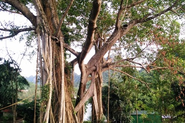 Cây đa nghìn năm di chuyển quanh ngôi đền cổ