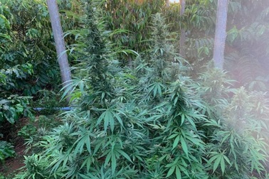 Phát hiện hơn 1.300 cây cần sa trồng trong vườn cà phê