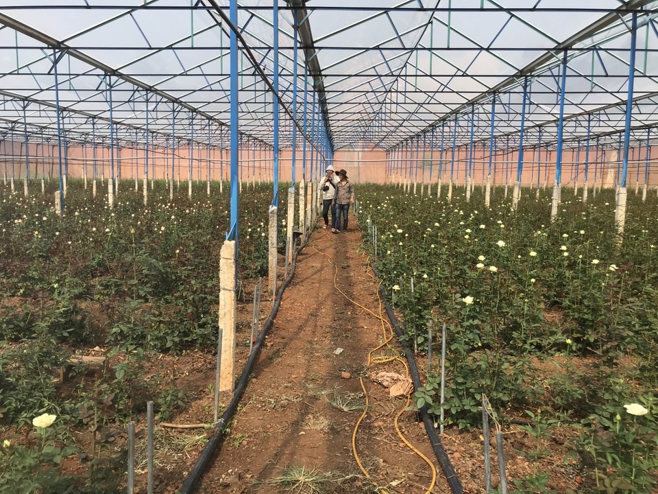 Bỏ việc ở Nhật, kỹ sư về quê trồng hoa thu đến 500 triệu đồng/tháng - 4 Bỏ việc ở Nhật, kỹ sư về quê trồng hoa thu đến 500 triệu đồng/tháng - 4