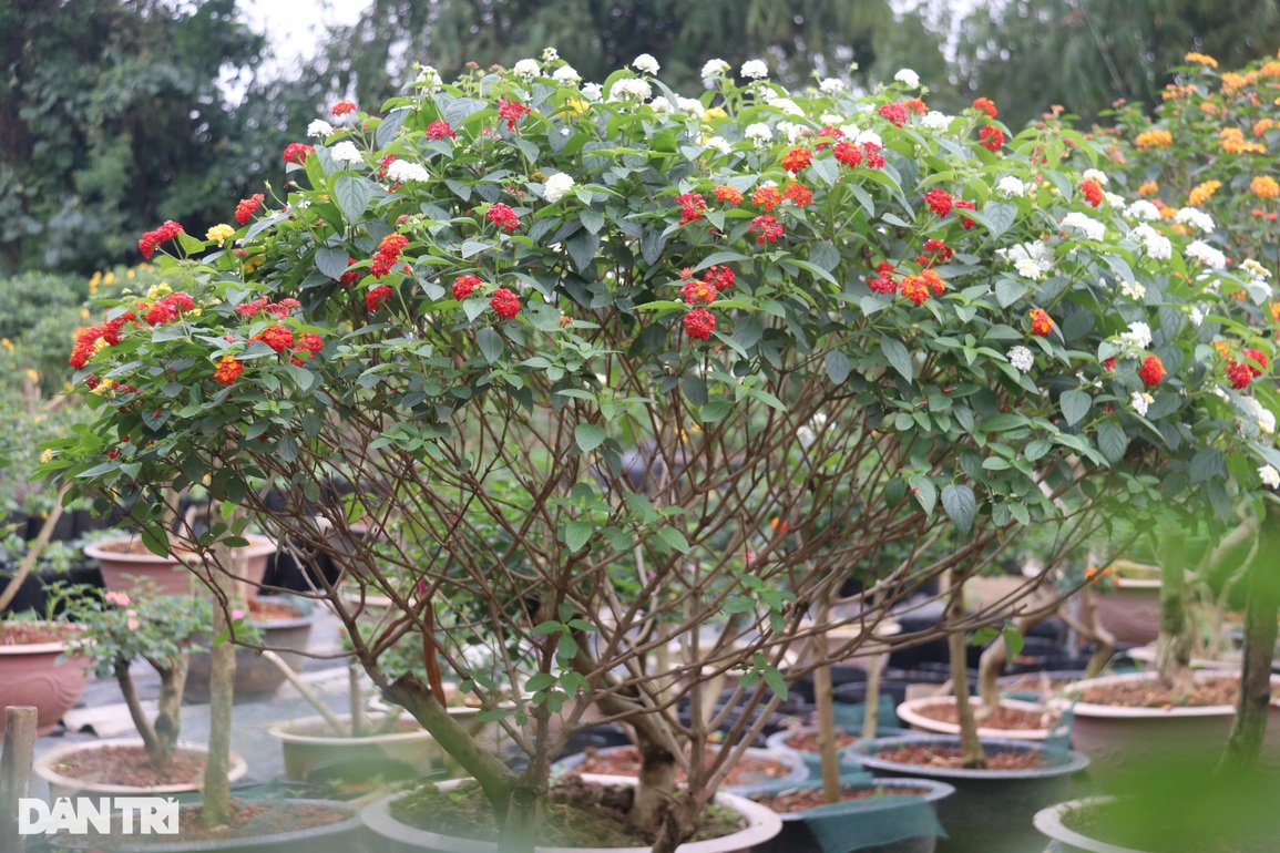 Bỏ việc về trồng hoa dại, vợ chồng trẻ bỏ túi hàng trăm triệu đồng - 12 Bỏ việc về trồng hoa dại, vợ chồng trẻ bỏ túi hàng trăm triệu đồng - 12