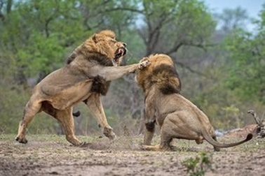 Anh em sư tử đực đại chiến kinh hoàng để tranh giành lãnh thổ