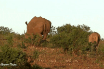 Tê giác mẹ lao vào giải cứu con bị sư tử đói mai phục