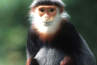 Thả con voọc chà vá quý hiếm về rừng