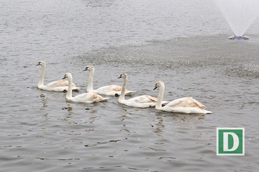 Ngắm đàn thiên nga tung tăng bơi lội giữa Hồ Gươm