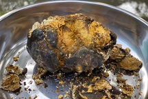 200 triệu đồng một viên sỏi mật trâu bò bệnh, mua về làm thuốc quý